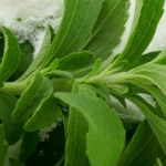 Wat is stevia en waar zit het in?